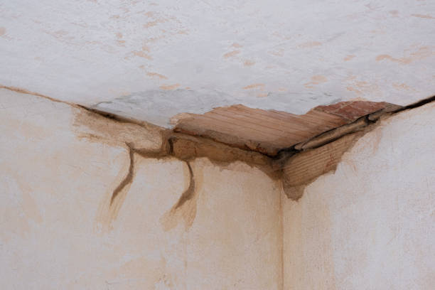 Best Water damage contractors near me  in Paisley, FL